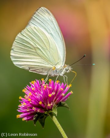 Missing Image: i_0003.jpg - Great Southern White