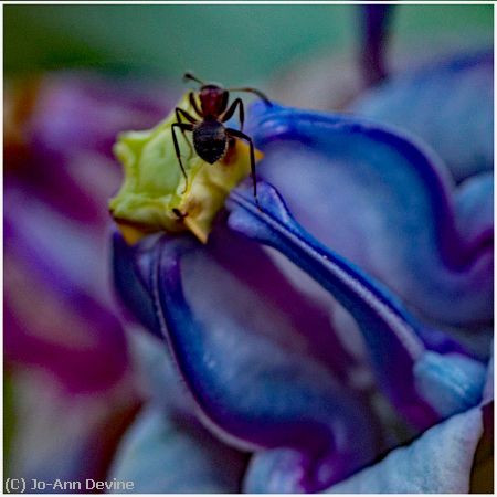 Missing Image: i_0016.jpg - Ant on Purple Flower