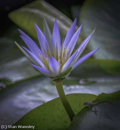 Missing Image: i_0031.jpg - Deep in the Lilly Pad