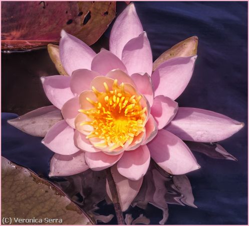 Missing Image: i_0034.jpg - Water Lily