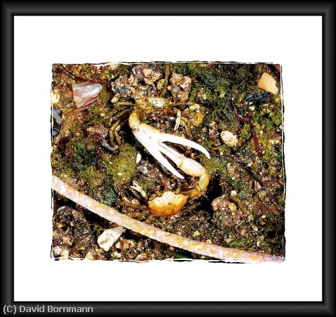 Missing Image: i_0043.jpg - Hermit Crab Battle