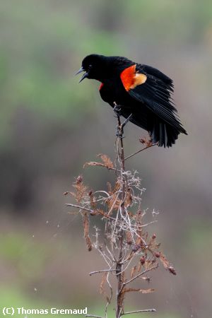 Missing Image: i_0009.jpg - Ruffled Red-WInged Blackbird