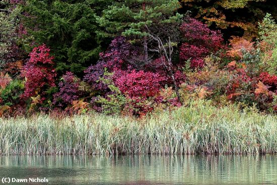 Missing Image: i_0023.jpg - Fall Foliage  Lakeside