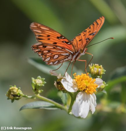 Missing Image: i_0025.jpg - Gulf-Fritillary-butterfly