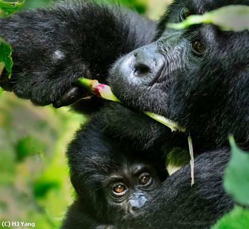 Missing Image: i_0034.jpg - Mountain Gorillas in Bwindi