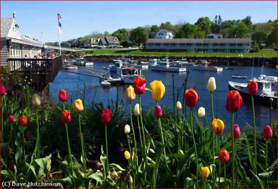 Missing Image: i_0050.jpg - Roses in Algonquit Maine
