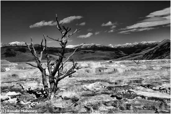 Missing Image: i_0063.jpg - Yellowstone Landscape
