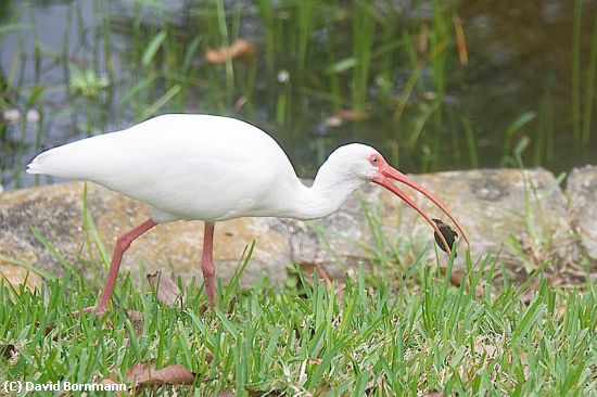 Missing Image: i_0001.jpg - Ibis with turtle
