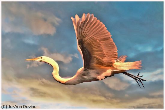 Missing Image: i_0018.jpg - Flying Egret