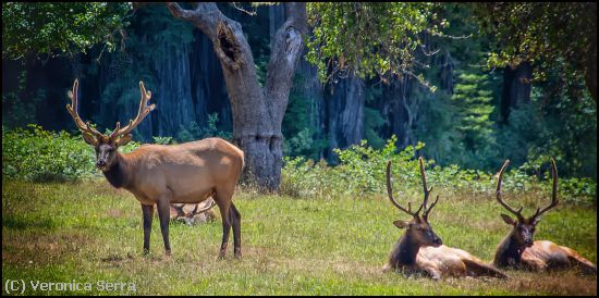 Missing Image: i_0035.jpg - Elk in the Meadow