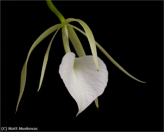 Missing Image: i_0018.jpg - White Orchid