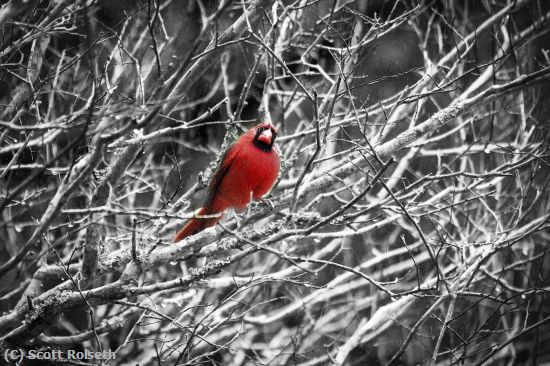 Missing Image: i_0004.jpg - winter cardinal
