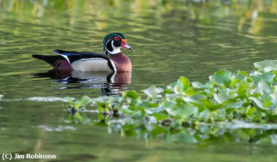 Missing Image: i_0026.jpg - The Wood Duck