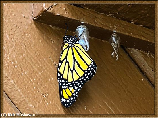 Missing Image: i_0037.jpg - Monarch on-my-house