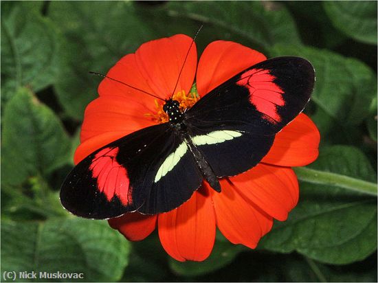 Missing Image: i_0006.jpg - Heliconius-Erato-Butterfly