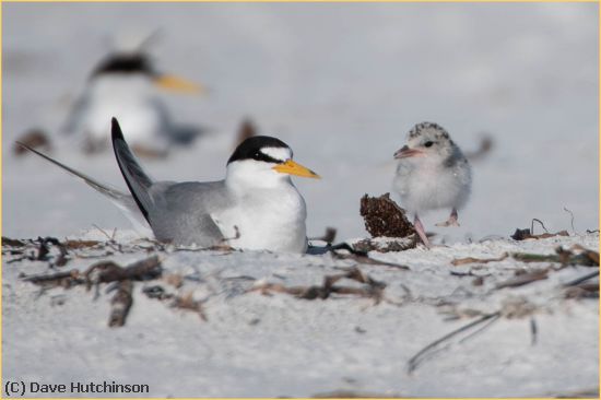 Missing Image: i_0002.jpg - Least Tern with Chick