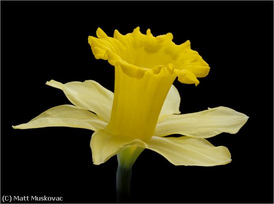 Missing Image: i_0016.jpg - Daffodill