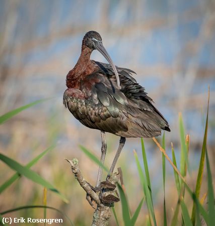 Missing Image: i_0020.jpg - Relaxing-perch-Glossy-Ibis