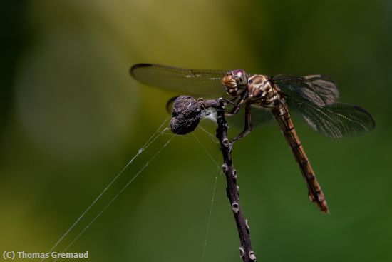 Missing Image: i_0010.jpg - Dragonfly, Stem, and Spider Silk