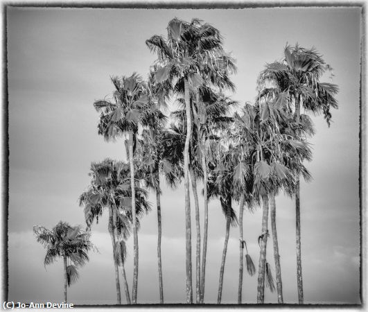 Missing Image: i_0052.jpg - Tall Palms