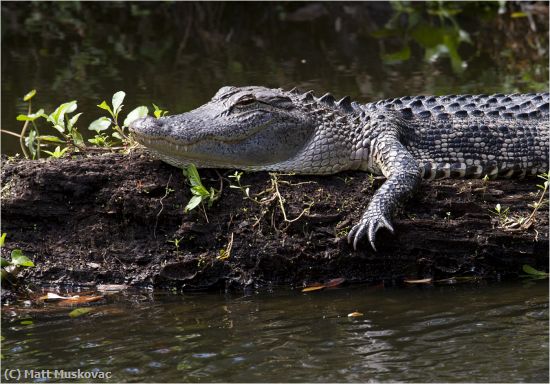 Missing Image: i_0010.jpg - Alligator Sunning