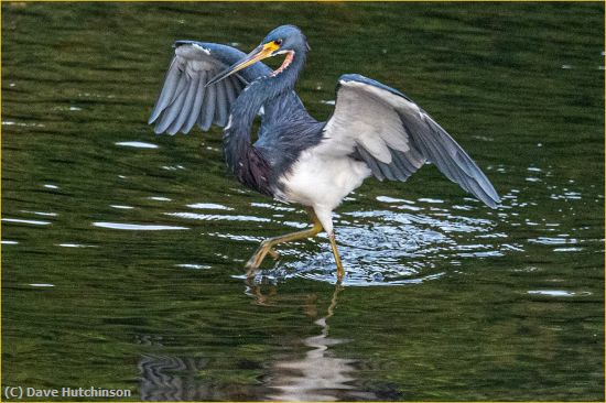 Missing Image: i_0016.jpg - High Stepping Tri-Colored Heron