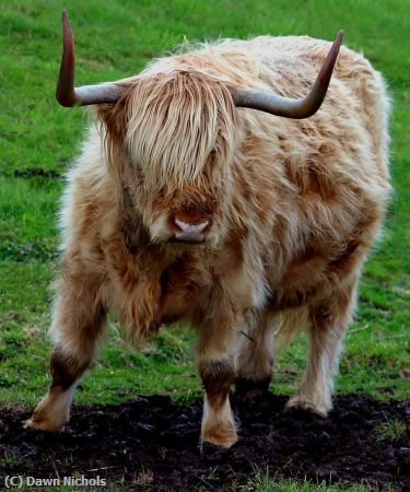Missing Image: i_0043.jpg - Highland Cattle,  Scotland