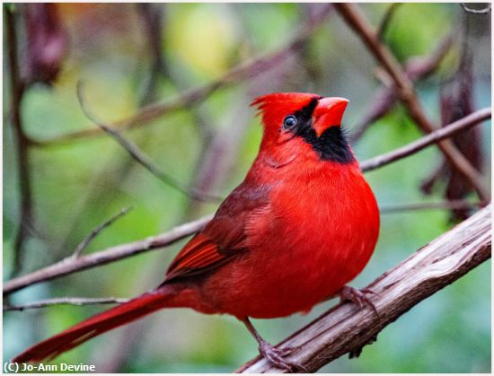 Missing Image: i_0017.jpg - Male Cardinal