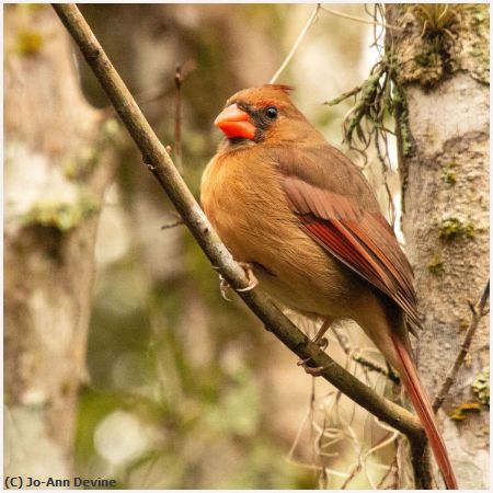 Missing Image: i_0021.jpg - Female Cardinal