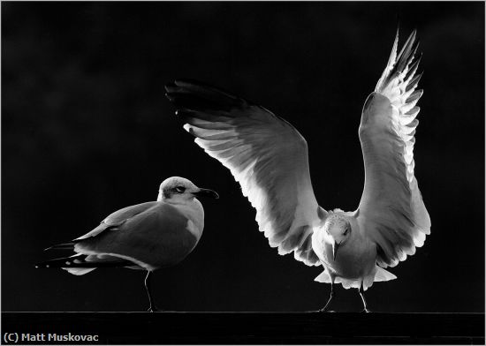 Missing Image: i_0066.jpg - Sea Gull Wings Spread Backlit