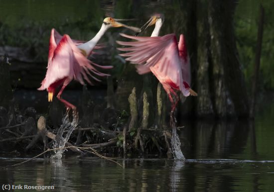 Missing Image: i_0011.jpg - Stand-off-Roseate-Spoonbills