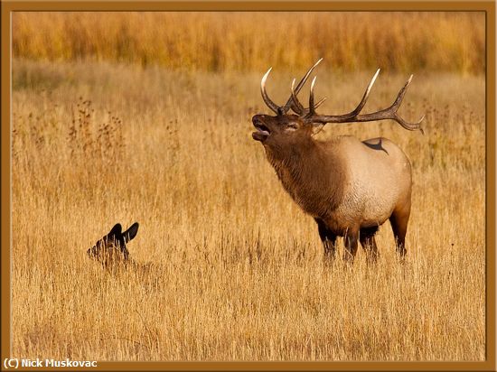 Missing Image: i_0047.jpg - Bull Elk and Cow