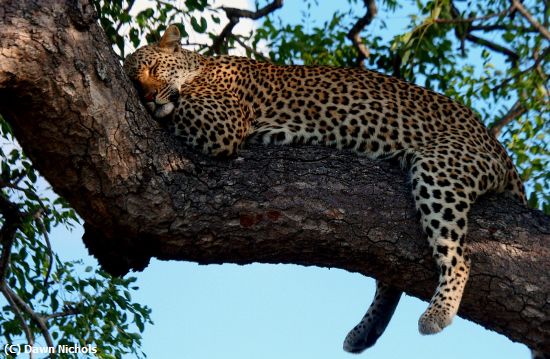 Missing Image: i_0049.jpg - Leopard On A  Limb