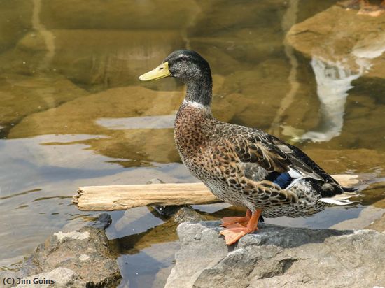 Missing Image: i_0053.jpg - Tennessee Duck