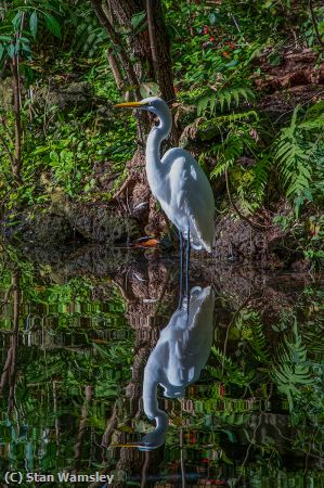 Missing Image: i_0003.jpg - Reflecting Egret
