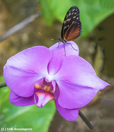 Missing Image: i_0018.jpg - Butterfly-on-Orchid