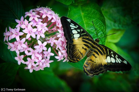 Missing Image: i_0015.jpg - Clipper Butterfly