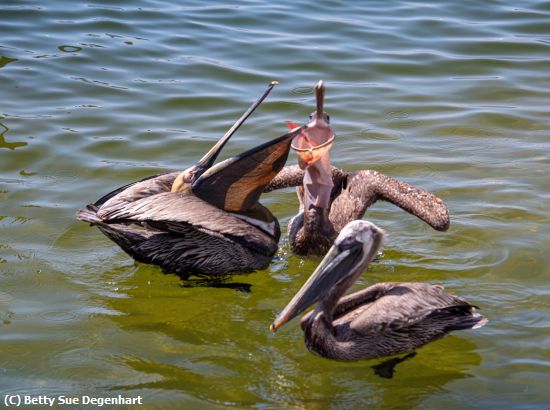 Missing Image: i_0051.jpg - Down the Hatch-Brown Pelicans