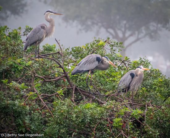 Missing Image: i_0055.jpg - Foggy-Morning-Great-Blue-Herons