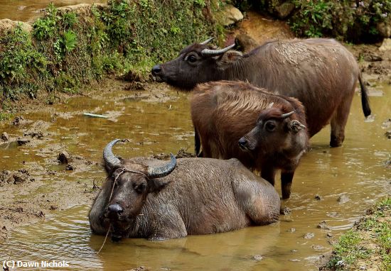Missing Image: i_0058.jpg - Water  Buffalos