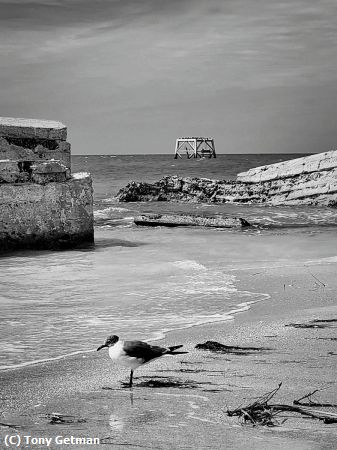 Missing Image: i_0061.jpg - Fort DeSoto Sea Gull