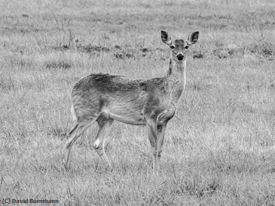 Missing Image: i_0068.jpg - Deer in B&W