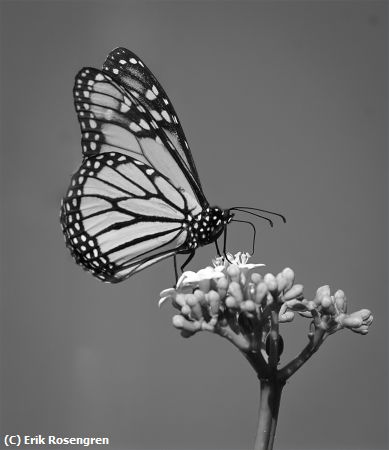 Missing Image: i_0075.jpg - Ready-to-pollinate-Monarch-butterfly