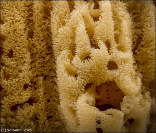 Missing Image: i_0006.jpg - Natural Sea Sponge