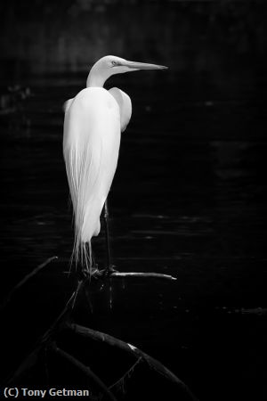 Missing Image: i_0073.jpg - Great White Heron