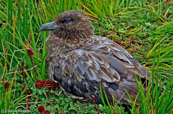 Missing Image: i_0003.jpg - Young Skua In The  Tussac