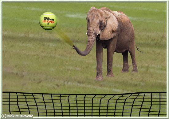 Missing Image: i_0007.jpg - Elephant-Tennis-Player