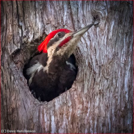 Missing Image: i_0034.jpg - Pileated Woodpecker