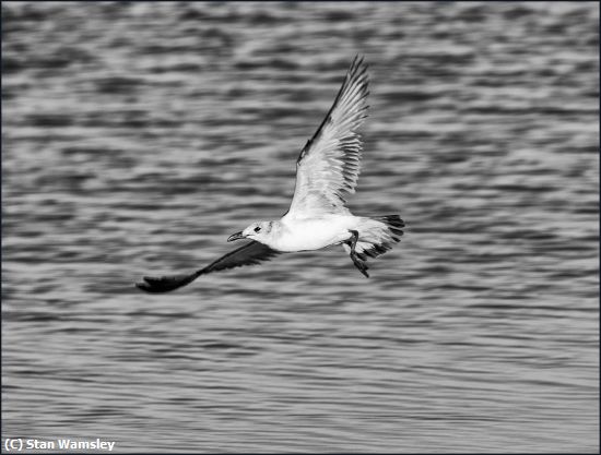 Missing Image: i_0065.jpg - Gull in Flight1