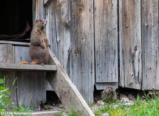 Missing Image: i_0011.jpg - The-visitors-Marmots-CO